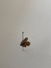 Aprivesa