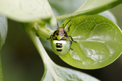 Glaucias amyoti