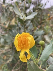 Dendromecon harfordii