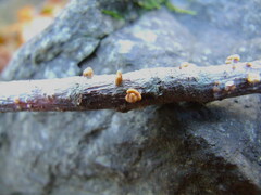 Macrotyphula contorta