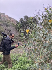 Dendromecon harfordii