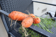 Daucus carota sativus