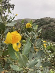 Dendromecon harfordii