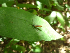 Stenoderus suturalis