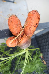 Daucus carota sativus