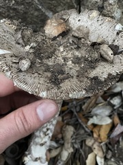 Amanita protecta