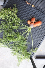 Daucus carota sativus