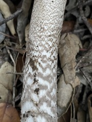 Amanita protecta