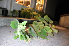 Cucurbita moschata