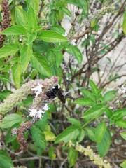 Bombus medius
