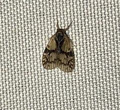 Bothriocera maculata