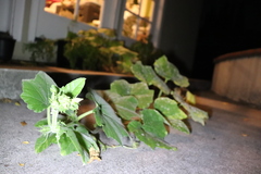Cucurbita moschata