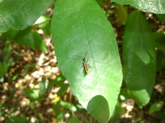 Stenoderus suturalis