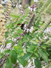 Bombus medius