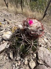 Melocactus curvispinus