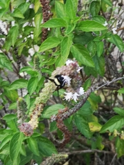 Bombus medius