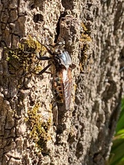 Blepharotes splendidissimus