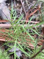 Malacothrix saxatilis implicata