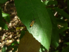 Stenoderus suturalis