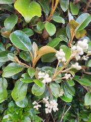 Brachyglottis elaeagnifolia