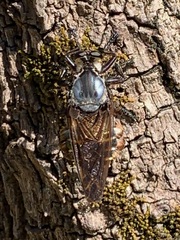 Blepharotes splendidissimus