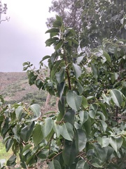 Prunus ilicifolia lyonii