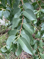 Prunus ilicifolia lyonii