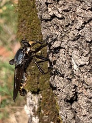 Blepharotes splendidissimus