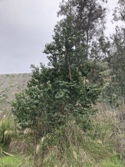 Prunus ilicifolia lyonii