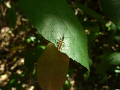 Stenoderus suturalis