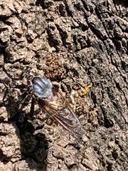 Blepharotes splendidissimus