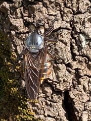 Blepharotes splendidissimus