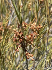 Dracophyllum longifolium