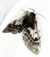 Nataxa flavescens