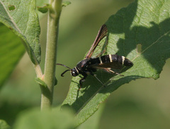 Paranthrene tabaniformis