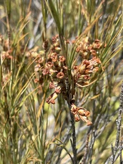 Dracophyllum longifolium
