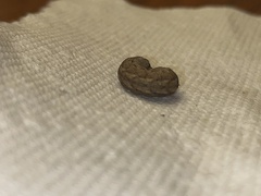 Noctuidae