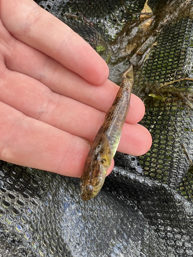 Flathead Gudgeon from Hermann Thumm Dr, Lyndoch, SA, AU on December 12 ...