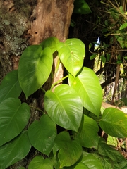Epipremnum