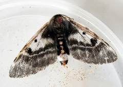 Nataxa flavescens