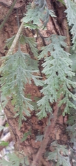 Hymenophylloideae