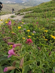 Castilleja rhexiifolia