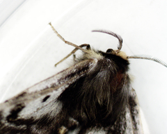 Nataxa flavescens