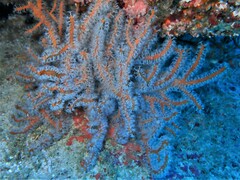 Subergorgia suberosa