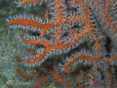 Subergorgia suberosa