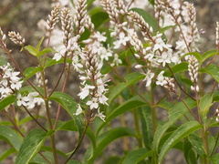 Veronica derwentiana