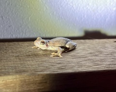 Litoria balatus