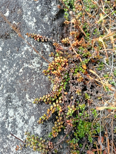 Veronica decora
