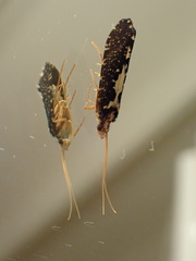 Polyplectropus