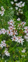 Olearia ramulosa